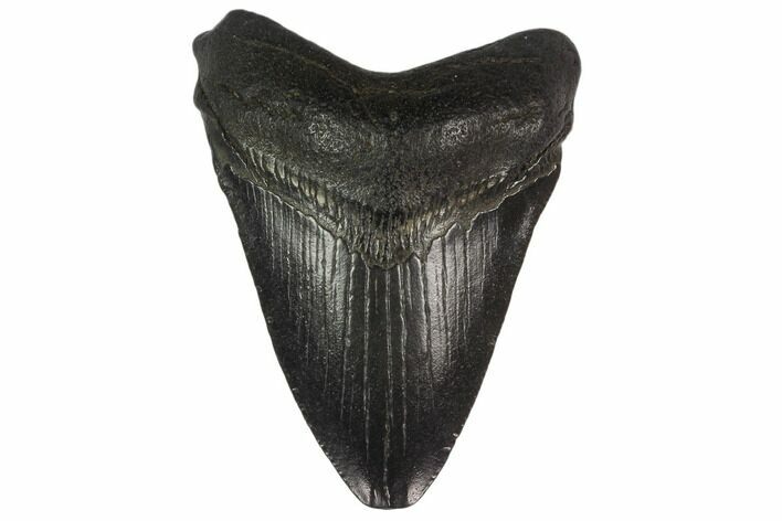 Juvenile Megalodon Tooth - South Carolina #130755